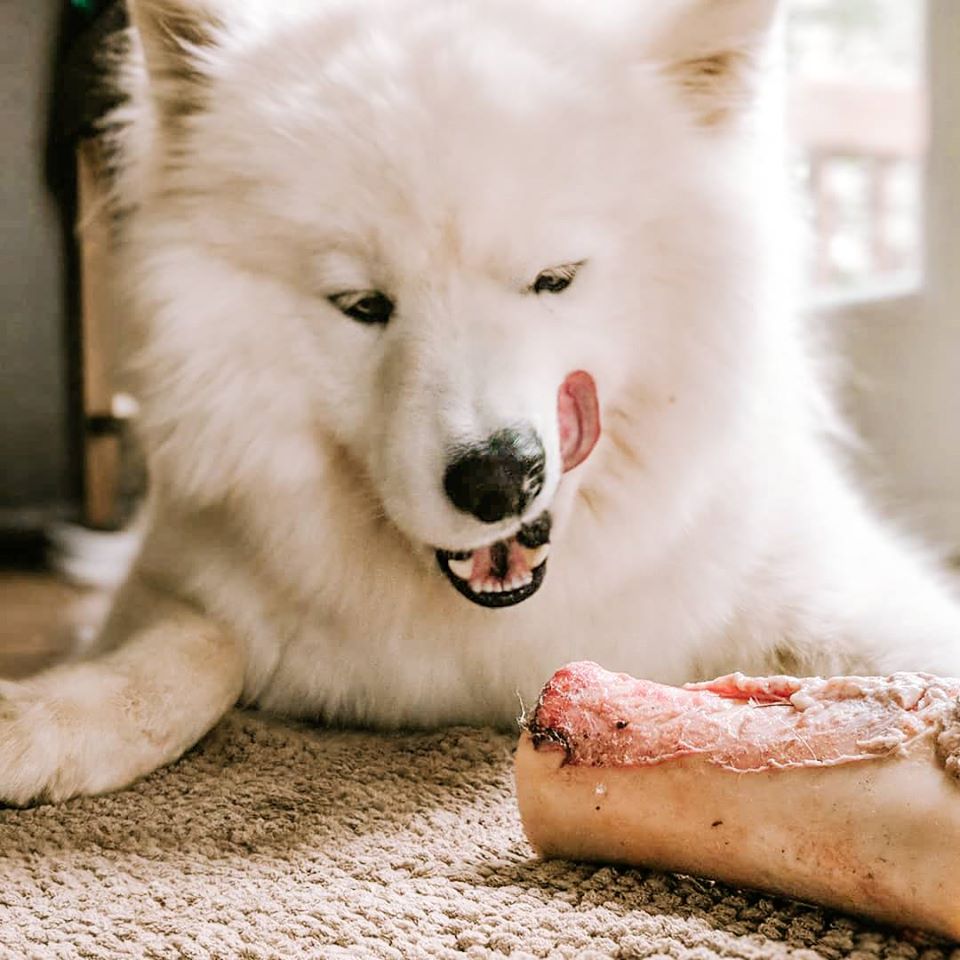 Raw Beef Femur Bones for Dogs Healthy Treats Faim Museau