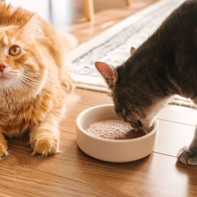 Deux chat qui mangent de la nourriture crue
