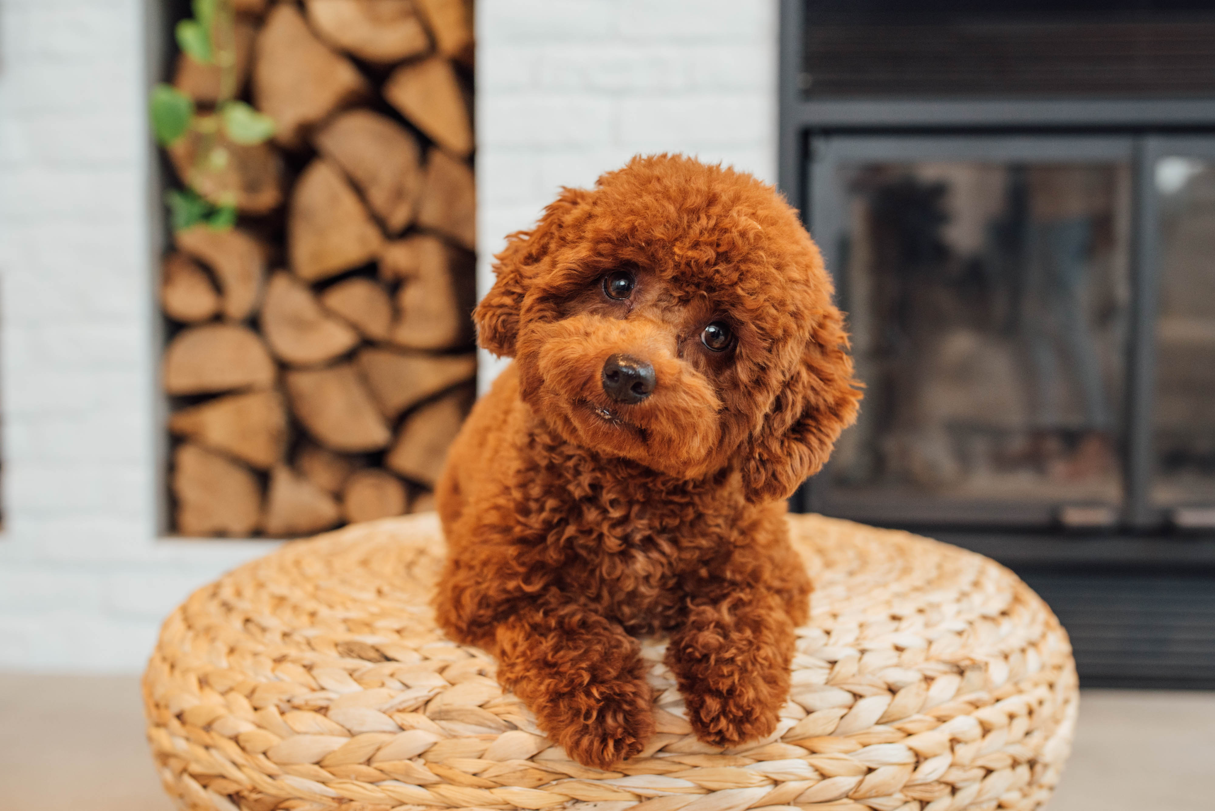 Your holistic guide to parenting Toy Poodles