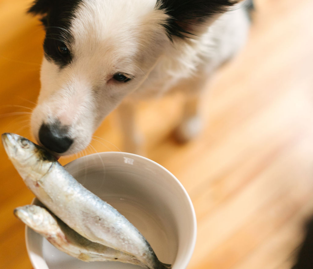 chien sardines bol