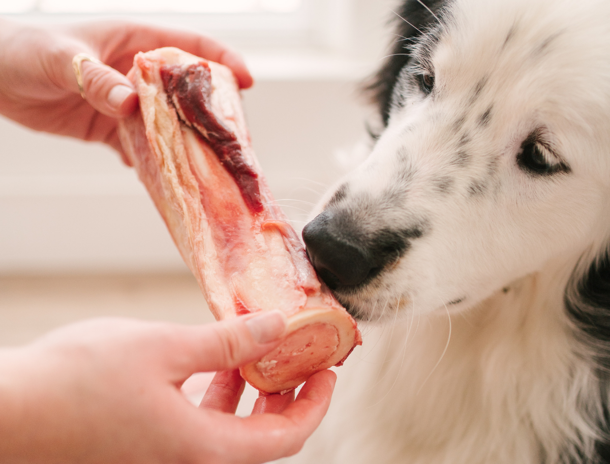 Guide complet sur les os récréatifs pour chiens