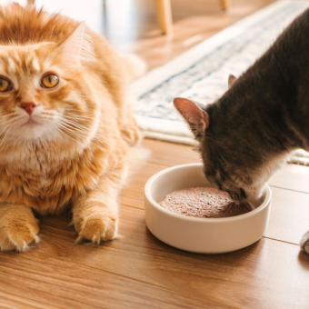 deux-chats-mangent-nourriture-crue