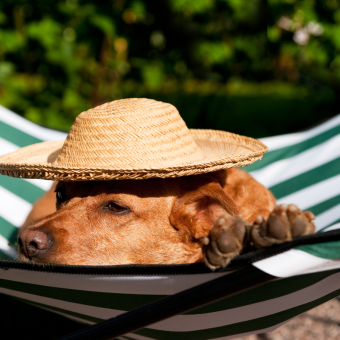 Protection solaire chez les chiens