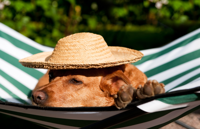 Protection solaire chez les chiens